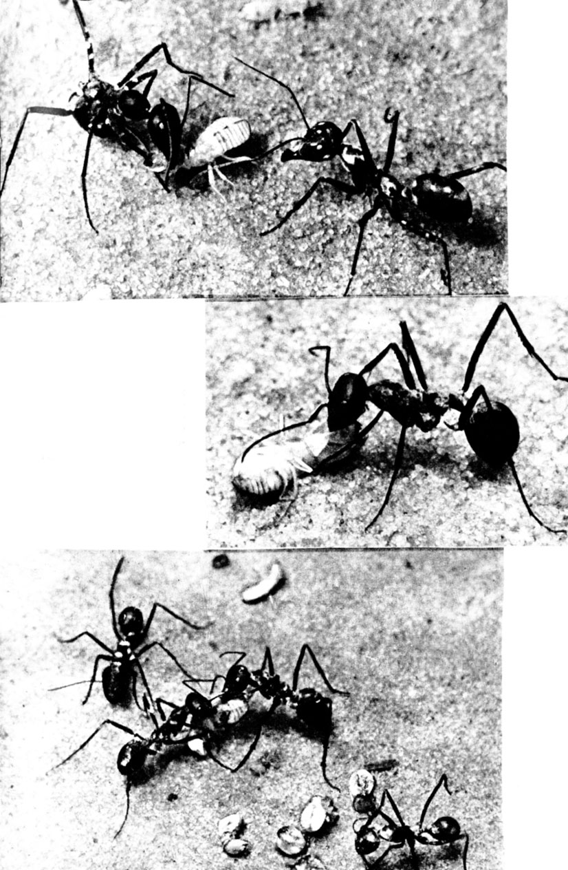 Хищный муравей-бегунок оснащен мощными жвалами, которые составляют главное его оружие в схватках с Анакантотермес (2)
