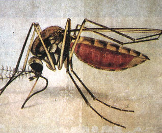   (Aedes vexans) -         