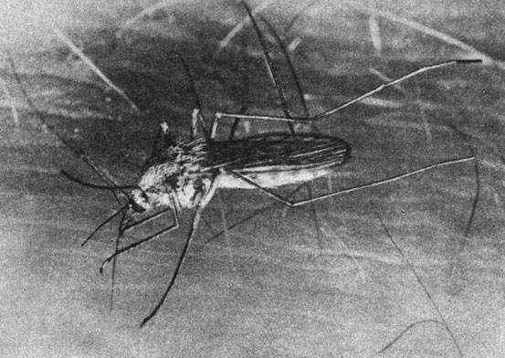  Aedes sticticus   :    -       ,     ;         ,   