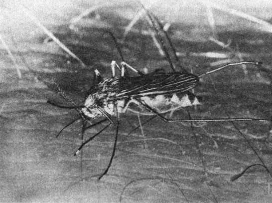  Aedes sticticus   :    -       ,     ;         ,   