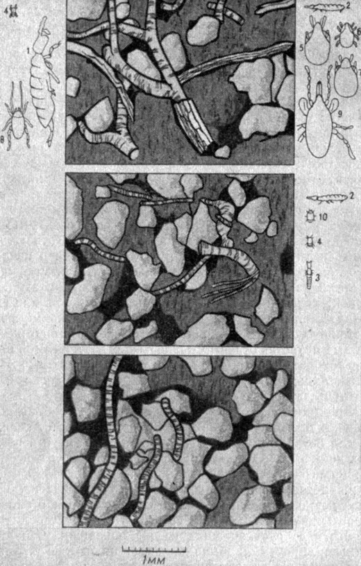      ,    1; 2,5  4,5 .     : 1 - Isotoma viridis; 2 - Folsomia quadrioculata; 3 - Tulbergia Krausbaueri; 4 - Brachychthonius furcillatus; 5 - Scheloribates laevigatus; 6 - Tectocepheus velatus; 7 - Peloptulus phaenotus; 8 - tmpodes berlesa; 9 - Pergamasus runciger; 10 - Tarsonemoides belemnitoides ( , 1948)