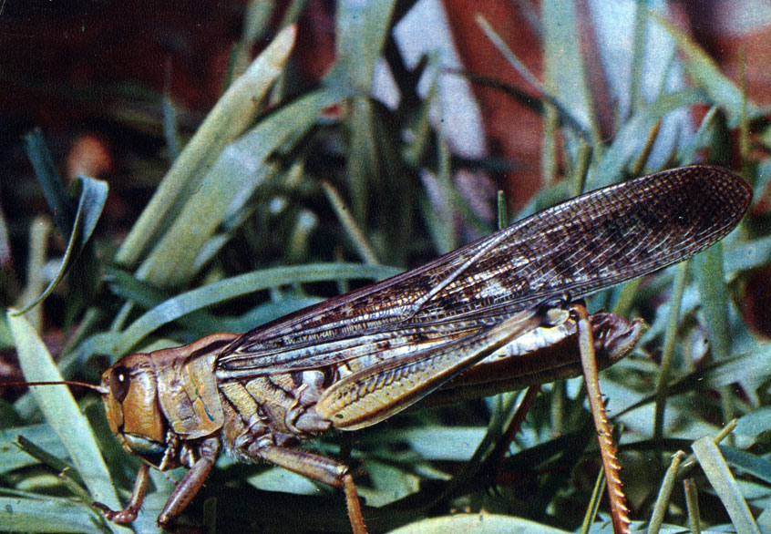 6. Саранча перелетная. Locusta migratoria [1980 - - Экскурсия в природу.  Насекомые]