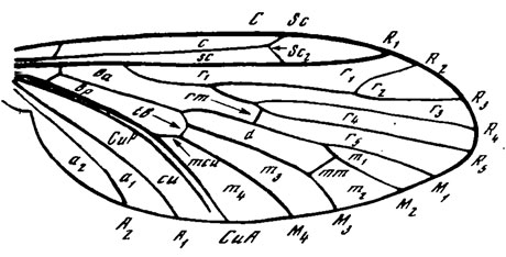 Рис. 1. Основной план жилкования двукрылых (схематизировано)