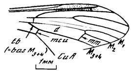 Рис. 8. Представители сем. Crenoptychoptera antica sp. nov., голотип, крыло