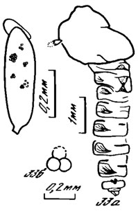 Рис. 33. Praechaoborus spp. P. udaensis sp. nov., голотип. куколка самки: а - общий вид, б- сперматеки; Уда, удинская свита