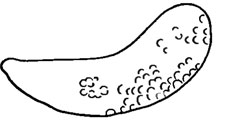 Рис. 36. ? Личинка Hydracarina, экз. N 3053/916 б; Уда, удинская свита