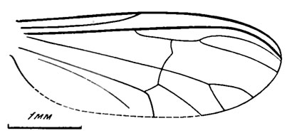 Рис. 37. Представители подсем. ? Chironomapterinae (крылья). Eucorcthrina flexa sp. nov., голотип