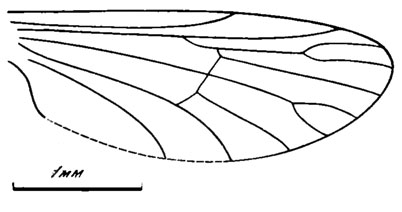 Рис. 39. Представители подсем. ? Chironomapterinae (крылья). 'Chaoborites' argillaceus sp. nov.. голотип; Кубеково, итатская свита