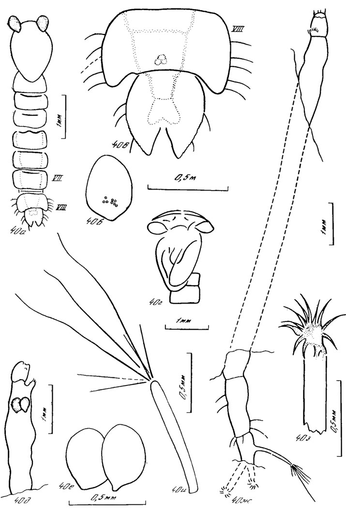 Рис. 40 (а - и). Преимагинальные стадии Oryctoclus vulcanus sp. nov. a - в - голотип, куколка: а - общий вид, б - торакальный рог, в - конец брюшка; г - паратип N 3053/1049, куколка, грудь; д - е - паратип N 3053/799 б, личинка, близкая к окукливанию: д - передний конец тела, е - торакальные рога куколки, просвечивающие через покровы личинки; ж - паратип N 3053/799 а, личинка, общий вид; з - паратип N 3053/1061 б, личинка, крючья задних подталкивателей; и - паратип N 3053/982 б, личинка, преанальная кисточка с подставкой; Уда, удинская свита