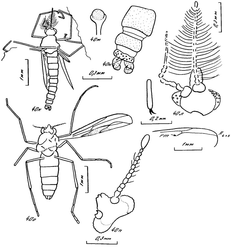Рис. 40 (к - п). Имаго представителей рода Oryctoclus. О. vulcanus sp. nov.: к - н - пара тип N 3053/1470, самец: к - общий вид, л - голова с антеннами, м - жужжальце, н - конец брюшка и гениталии: о - п - паратип N 3053/929, самка: о - общий вид, п - голова с антеннами