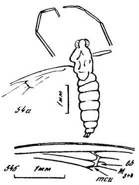 Рис. 54. Podonomius spp. P. tugnuicussp. nov., голотип, самка: а - общий вид. б - крыло; Новоспасское, ичетуйская свита