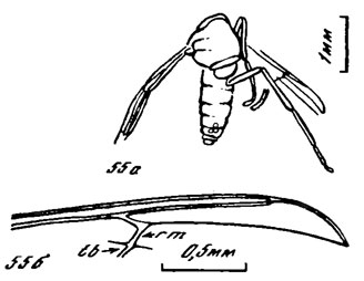 Рис. 55. Podonomius spp. Podonomius splendidus sp. nov., голотип, самка: а общий вид, б - крыло