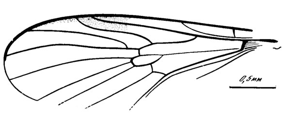 Рис. 64. Сем. Protorhyphidae. Protorhyphus sibiricus sp. nov., голотип