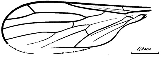 Рис. 66. Perissommatidae (66), крыло. Palaeopenssomma collcssi sp. nov., голотнп; Кубеково. итатская свита