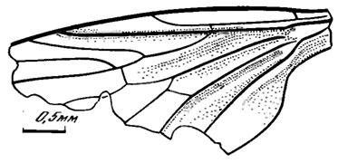 Рис. 68. Сем. Procramptonomyiidae fam. nov. ? P. incomplete sp. nov., голотип крыло; Новоспасское, ичетуйская свита