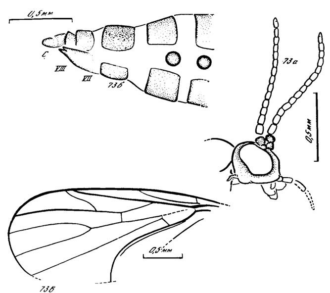 Рис. 73. Archipleciomima spp. A. brevicornis sp. nov., голотип: a - голова, б - вершина брюшка, в - крыло