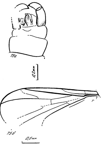 Рис. 75. Archipleciomima spp. ? A. sp. I, экз. N 3000/ 1598: а - вершина брюшка, б - крыло; Новоспасское, нчетуйская свита