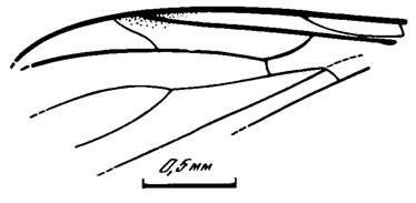 Рис. 79. Сем. Protopleciidae. Bryanka elegantissima sp. nov., голотип, крыло; Кубеково, итатская свита