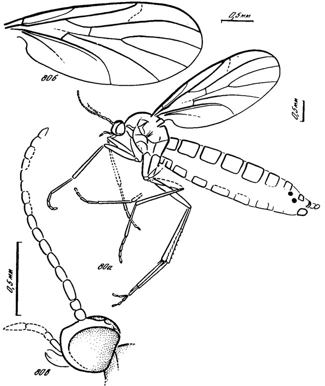 Рис. 80. Bryanka spp. B. elegans sp. nov., голотип: a - общий вид, б - крыло, в - голова; Колтыгей, ичетуйская свита