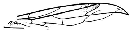 Рис. 83. Сем. Pleciofungivoridae. К. subcosta sp. nov., голотип, крыло