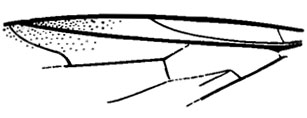 Рис. 84. Сем. Pleciofungivoridae. Eohesperinus sibiricus sp. nov., голотип, крыло