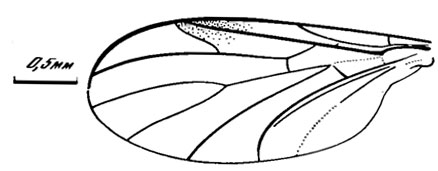 Рис. 85. Сем. Pleciofungivoridae. Willihennigia variabilis sp. nov., голотип, крыло