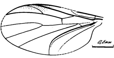Рис. 86. Сем. Pleciofungivoridae. W. latipennis sp. nov., голотип, крыло, итатская свита