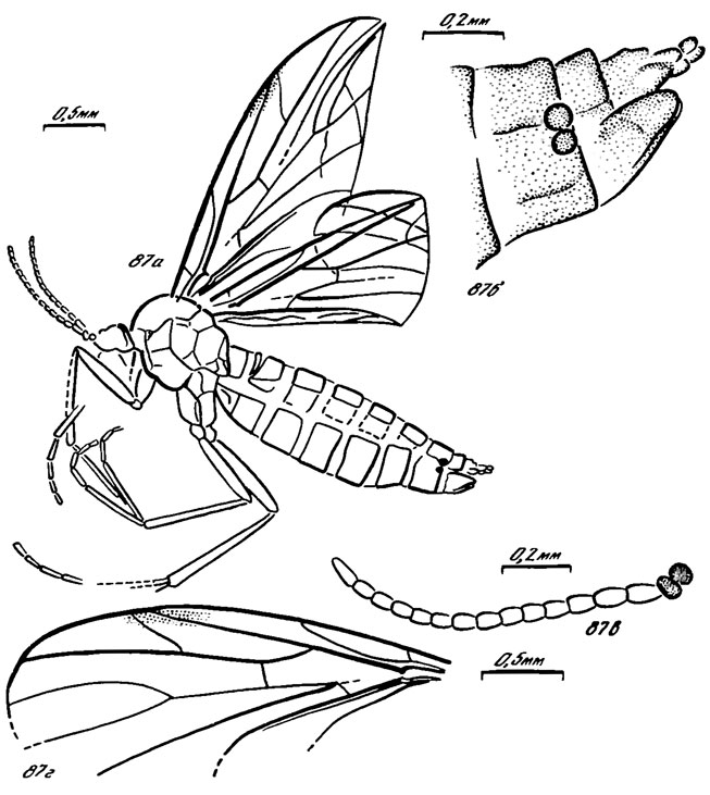 Рис. 87. Willihennigia spp. W. propria sp. nov., голотип: a - общий вид, б - вершина брюшка, в - антенна, г - реконструкция жилкования крыла
