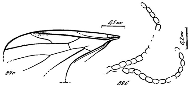 Рис. 89. Willihennigia spp. W. curtipes ер. nov., голотип: а - крыло, б - антенны; Уда, удинская свита