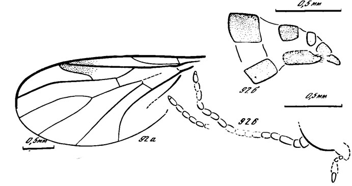 Рис. 92. Willihennigia spp. W. pleciiformis sp. nov., голотип: а - крыло, б - вершина брюшка, в - передний край головы и антенны