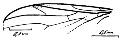 Рис. 97. Willihennigia spp. W. thoracica sp. nov., голотип, крыло (за счет частичного складывания мембраны вдоль линии, обозначенной пунктиром, жилки М1+2 и М4 сближены сильнее, чем это имело место у живого насекомого)