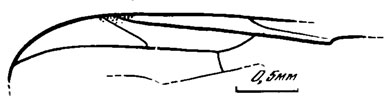 Рис. 99. Willihennigia spp. W. dissimilis sp. nov., голотип, крыло; Новоспасское, ичетуйская свита