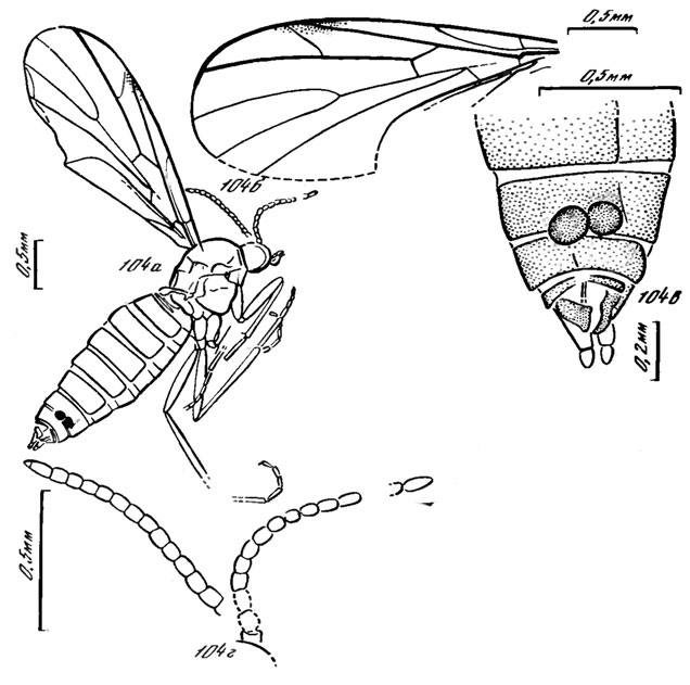 Рис. 104. Сем. Pleciofungivoridae. Pleciofungivorella tugnuica sp. nov., голотип: a - общий вид, б - крыло, в - вершина брюшка, г - антенны