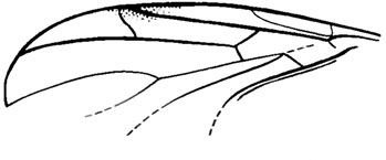 Рис. 105. Сем. Pleciofungivoridae. P. itchetuica sp. nov., голотип, крыло; Новоспасское, ичетуйская свита