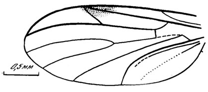 Рис. 108. Сем. Pleciofungivoridae. P. krasnoyarica sp. nov.. голотип, крыло; Кубеково. итатская свита