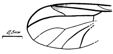 Рис. 112. Сем. Pleciofungivoridae. Ghilaroviana longistyla sp. nov., голотип. крыло; Уда. удинская свита