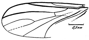 Рис. 113. Сем. Pleciomimidae. Pleciomimidae gen. sp. I, экз. N 3000/1618, крыло; Новоспасское, ичетуйская свита
