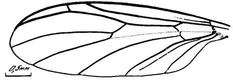 Рис. 118. Сем. Canthyloscelidae. Prohyperoscelis jurassicus sp. nov., голотип, крыло; Кубеково, итатская свита
