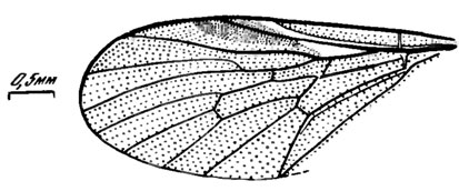 Рис. 120. Сем. Rhagionidac. Kubekovia accessoria sp. nov., голотип, крыло