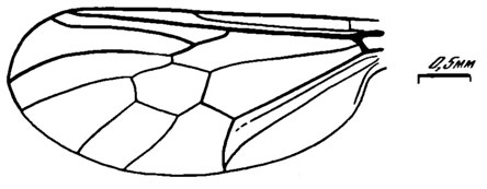 Рис. 121. Bombyliidae. Palaeoplatypygus zaitzevi sp. nov., голотип, крыло; Кубеково, итатская свита