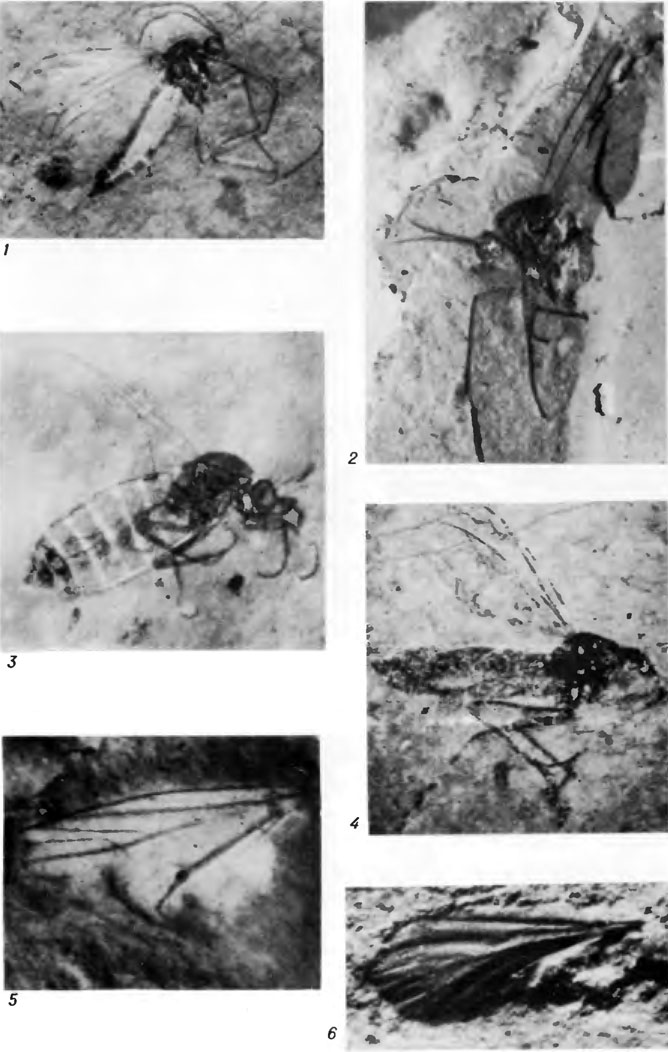 Таблица VI. Представители сем. Protopleciidae (1 - 2), Protoscatopsidae (3), Procramptonomyiidae (4 - 5) н Pleciofungivoridae (6) из юры ЗабайкальяФиг. 1. Archipleciomima longicornis V. Kovalev, sp. nov. Голотип ПИН N 3000/1831, самка (х10,8)Фиг. 2. Mesoplecia sibinca V. Kovalev, sp. nov. Голотип ПИН N 3000/1912, пол неизвестен (х9,2)Фиг. 3. Mesоscatopse rohdendorfi V. Kovalev, sp. nov. Голотип ПИН N 3000/1829, самка (x17,2)Фиг. 4. Procramptonomyia sibinca V. Kovalev, sp. nov. Голотип ПИН N 3053/530, самка (х10,4)Фиг. 5. ?Procramptonomyia incompleta V. Kavolev, sp. nov. Голотип ПИН N 3000/1306, пол неизвестен (х14,3)Фиг. 6. Rohdendorfomyiella incorporalis V. Kovalev, sp. nov. Голотип ПИН N 3000/1499, пол неизвестен (18,9)