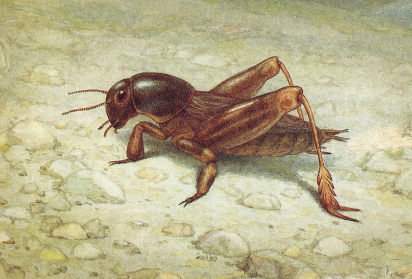  (Tridactylus variegatus latr.)