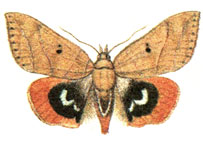 Совка пухокрылая юнона (Dermaleipa juno Dalm.)