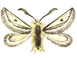 Хеймоптена оперенная (Cheimoptena pennigera Dan.)