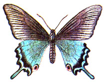   (Papilio maackii Men.)