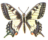  (Papilio machaon L.)