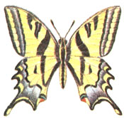  (Papilio alexanor Esp.)