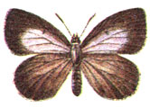   (Lycaenopsis filipjevi Riley)
