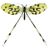   (Nemoptera sinuata Oliv.)