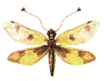   (Ascalaphus macaronius Scop.)